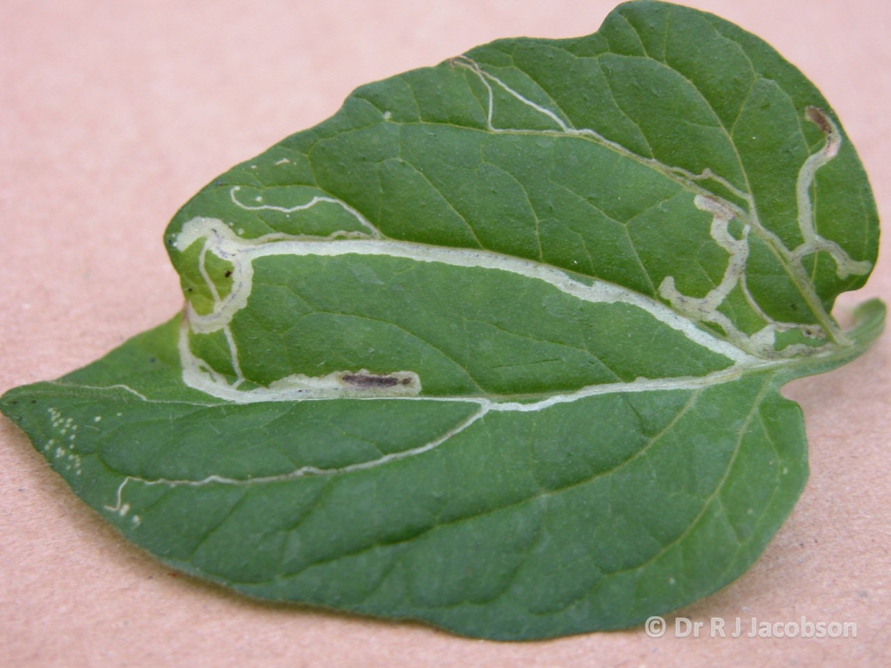 Liriomyza bryoniae mine. Copyright Dr R J Jacobson (RJC Ltd).